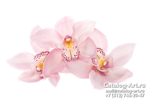 Pink orchids 93